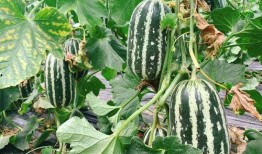 运城瓜怎么吃,解锁夏日清新美味