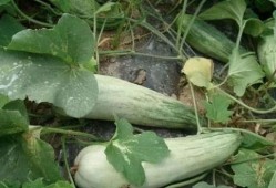 酥瓜什么季节吃,夏季消暑佳品，清凉一夏的甜蜜选择