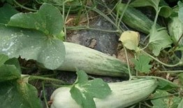 酥瓜什么季节吃,夏季消暑佳品，清凉一夏的甜蜜选择