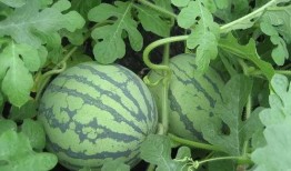 放飞吃瓜完结,一场舌尖上的狂欢盛宴