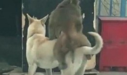 狗吃瓜视频,狗狗的欢乐吃瓜时光