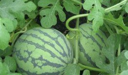 怀孕吃日本瓜,日本瓜的神奇功效与食用指南