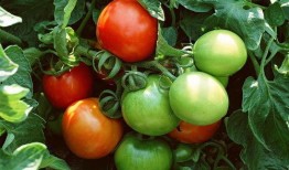 霍格沃茨吃瓜番茄,吃瓜番茄的魔法校园生活