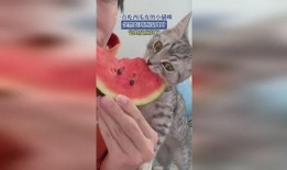 吃小猫的瓜,揭秘吃小猫瓜背后的惊人真相