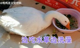 吃瓜的傻鹅,吃瓜傻鹅的趣味生活揭秘