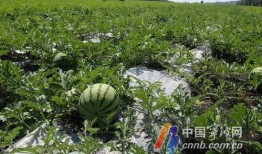 海诺地产吃瓜,揭秘吃瓜群众的围观盛宴