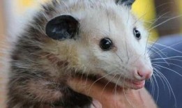 吃瓜的鼠类,揭秘鼠类社交新风尚