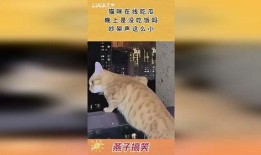 猫猫吵架路人吃瓜,路人围观，吃瓜群众现场直播