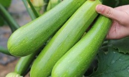 直播吃西葫芦吃瓜,西葫芦美食大赏，吃瓜群众齐分享