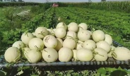 成县最新吃瓜事件,真相竟如此反转！