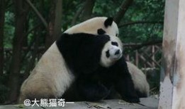 吃瓜小熊后妈,吃瓜小熊后妈的逆袭之路