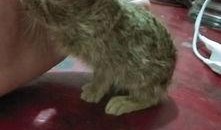 野兔吃小瓜吗,探究它们是否食用小瓜