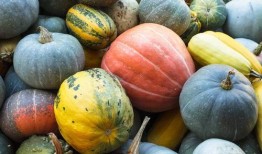 南瓜吃瓜不吃瓜下一句,揭秘南瓜的独特饮食习惯