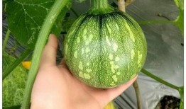 小刃吃瓜,揭秘娱乐圈背后的那些事儿