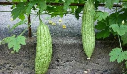 健康之路立秋巧吃瓜,瓜果飘香——健康之路巧吃瓜攻略