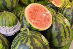 哪里可以天天吃瓜,揭秘娱乐圈的“新鲜瓜果”