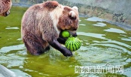 吃瓜视频动物,揭秘动物界的趣味瞬间