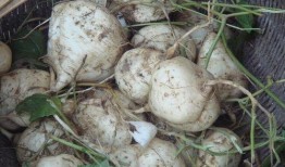 用土瓜种的瓜可以吃吗,安全可食用之谜