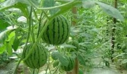 异地女友吃瓜,揭秘女友的“吃瓜”日常