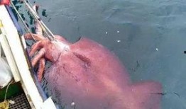 巨型鱿鱼吃瓜视频,海洋巨兽的“甜蜜”对决