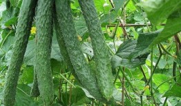 梨瓜直接吃,直接食用尽享自然美味