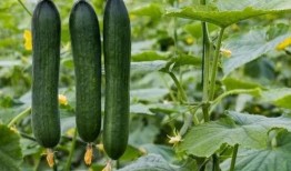 黑料吃瓜网今日大瓜,真相令人震惊！