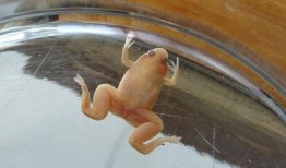 小金蛙吃瓜,小金蛙的夏日瓜果盛宴