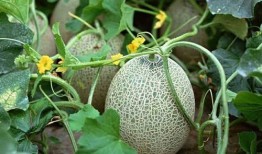 吃中药可以吃甜宝瓜吗,中药养生与甜宝瓜的搭配指南