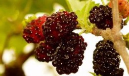 桑葚瓜怎么吃,解锁美味新体验