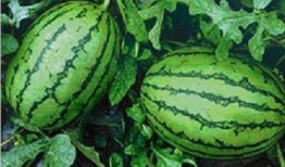 吃头孢可以打心瓜育苗吗,探讨抗生素在农业中的应用