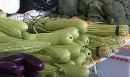 糖人可以吃小瓜不,甜蜜与清爽的完美结合