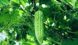 每日吃很多瓜,揭秘每日吃瓜的奇妙世界