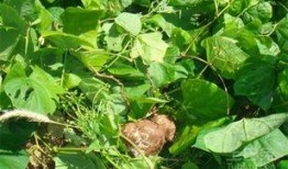 土瓜做吃的,家常土瓜菜谱大集合