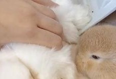 兔子可以吃焦瓜吗,营养与安全的探讨