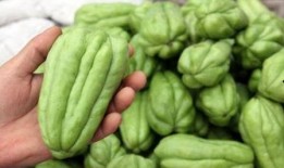 吃佛手瓜油,天然健康，美味生活新选择