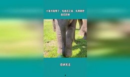 吃瓜小象,揭秘娱乐圈那些不为人知的幕后故事