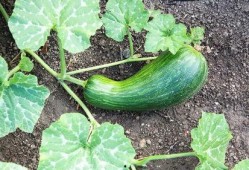 瓠瓜不能煮熟吃,揭秘烹饪误区与安全知识