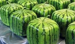 中国有多会吃瓜,瓜界盛宴，品味万千