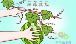 关于吃瓜成语大全,吃瓜成语大盘点