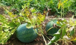 缅甸北部真实吃瓜,一场真实吃瓜盛宴背后的故事