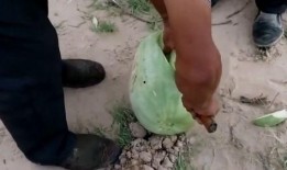 黑瓜吃料打开,揭秘美食背后的故事与魅力