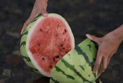 梦见瓜地里吃瓜,瓜地寻瓜，甜蜜滋味揭秘