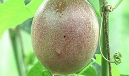 程yoyoyo吃瓜,瓜田里的美食探险记