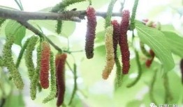 桑葚瓜怎么吃,解锁美味新体验