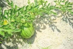 平潭县吃瓜,探寻海岛特色美食之旅