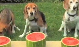 狗狗正在吃瓜中,狗狗欢乐吃瓜瞬间