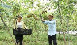 桐梓吃瓜,揭秘当地特色美食背后的故事