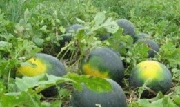 吃瓜纸条,吃瓜群众眼中的明星幕后故事