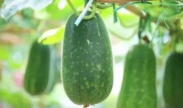 帮人吃瓜,帮人吃瓜，揭秘明星幕后故事