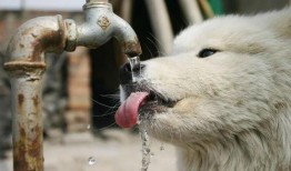 水瓜狗狗可以吃吗,宠物饮食指南揭秘